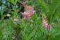 Mobile Preview: Filipendula rubra 'Venusta' | Prärie-Mädesüß, Rosa Spierstaude